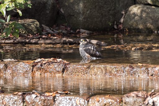 水浴びしてるのだ～れ？