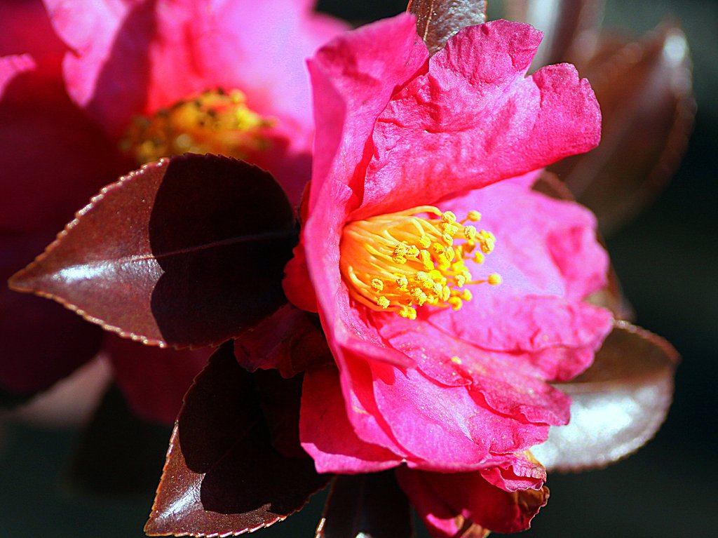 山茶花