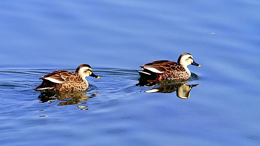 遠い海のカモ