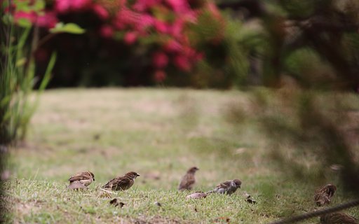 成鳥するスズメたち
