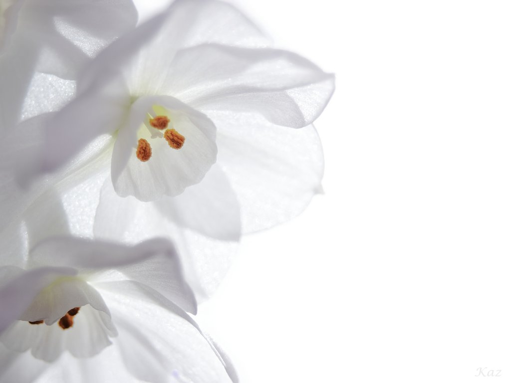 Paperwhite
