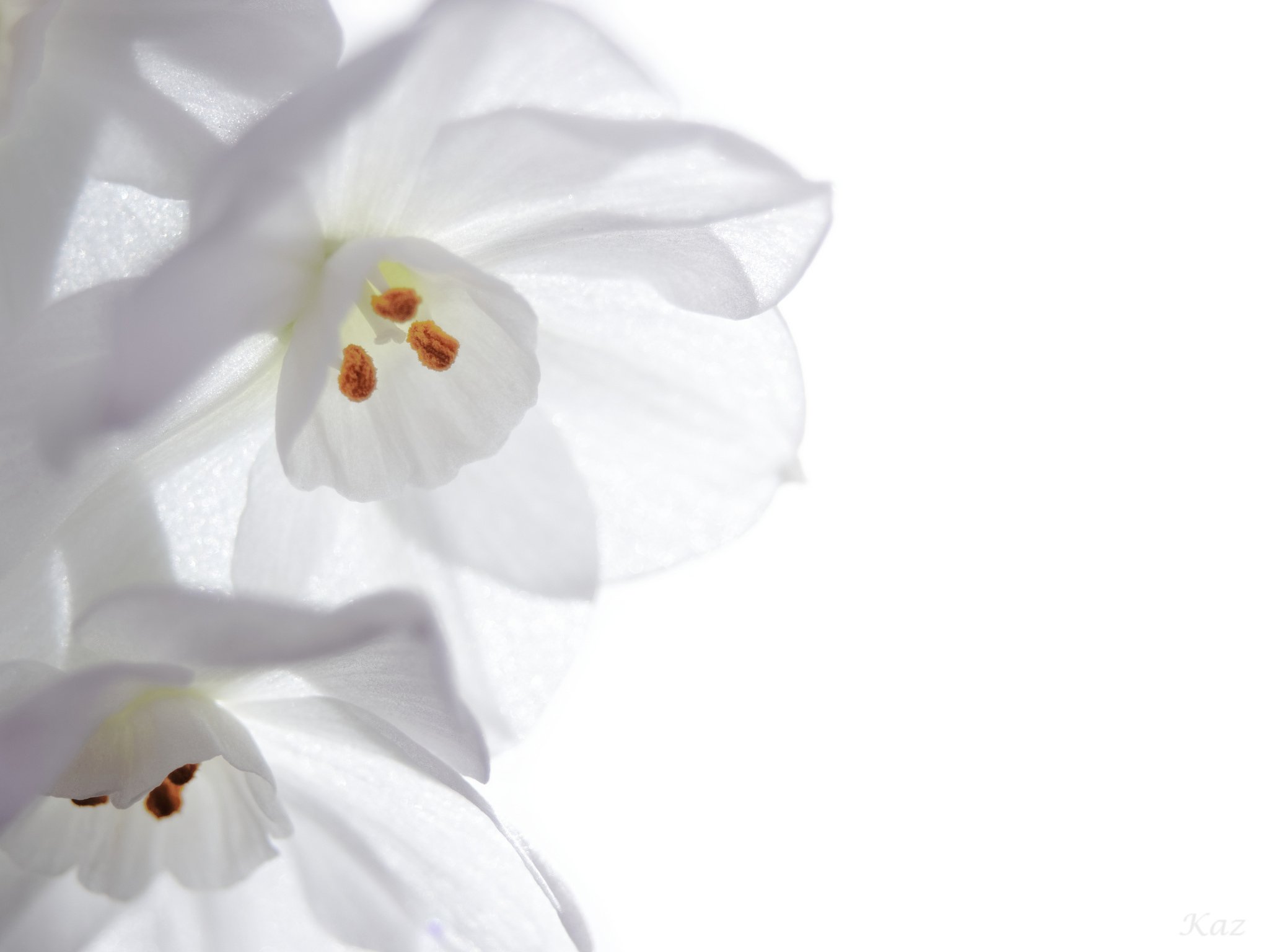 Paperwhite