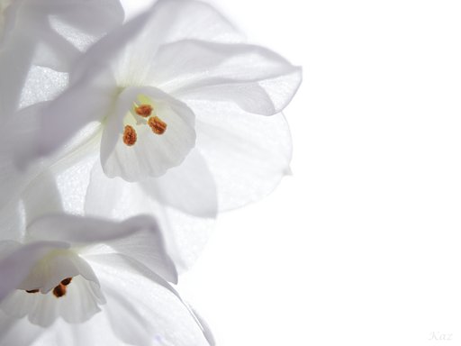 Paperwhite