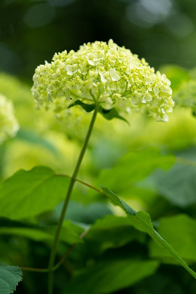 紫陽花
