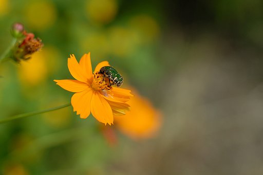 キバナコスモスとハナムグリ