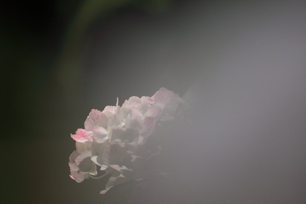 白いアジサイ