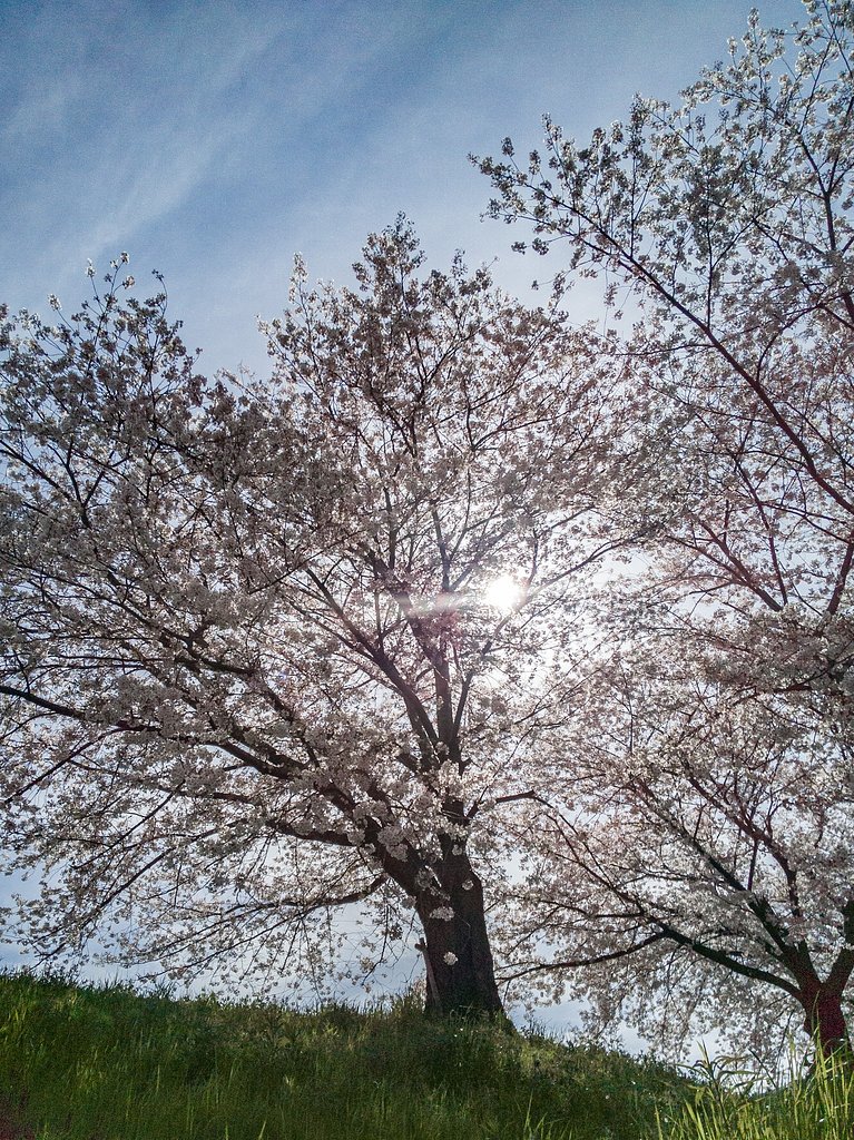 さくらお日様さり気なく