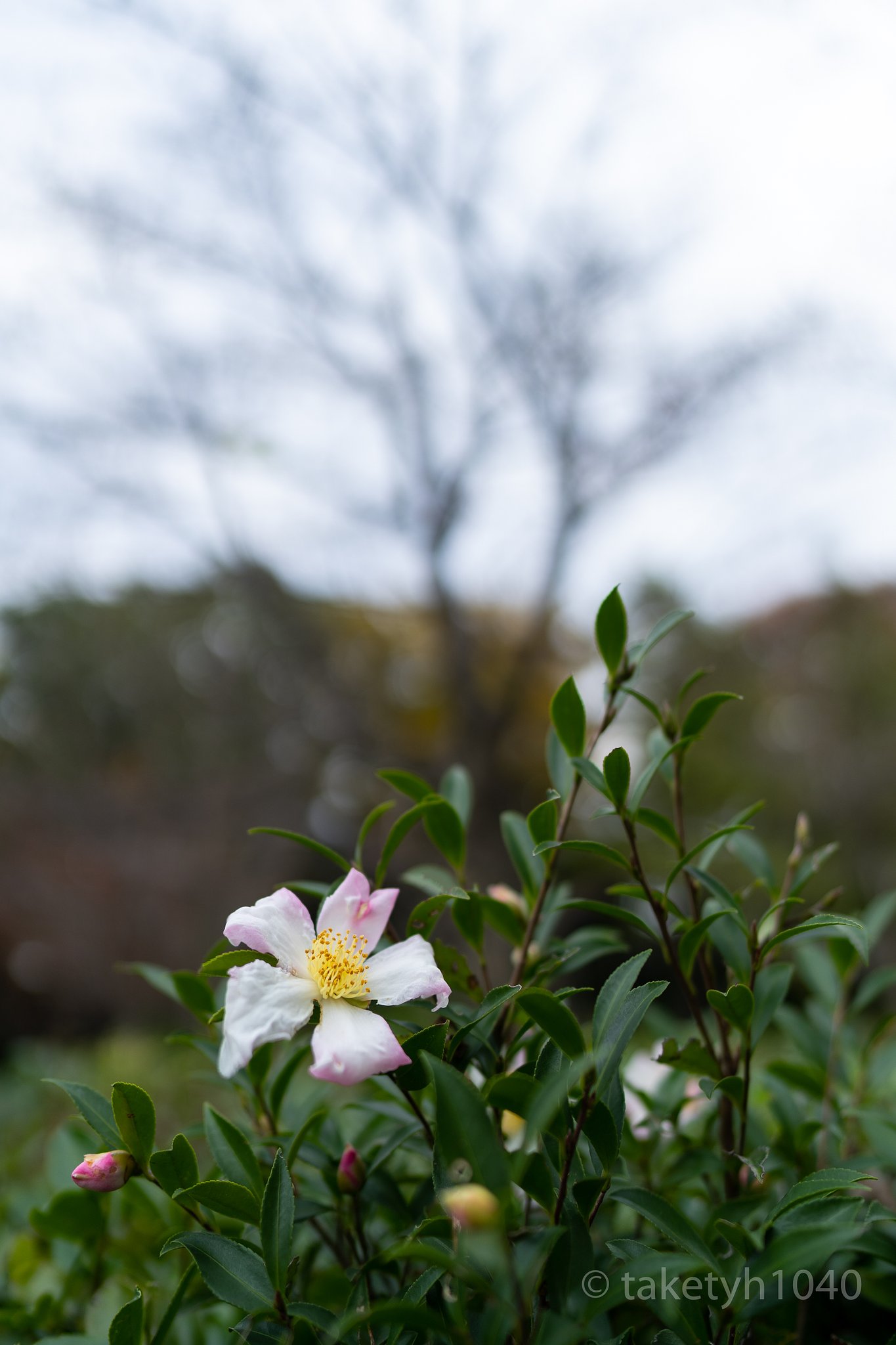 咲く