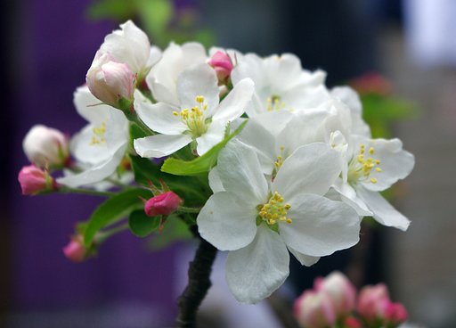 花の名不明