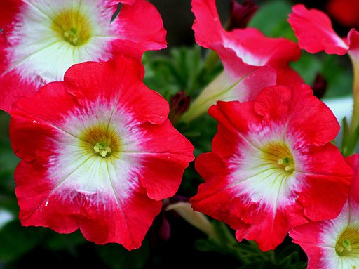 サフィニアの花　３