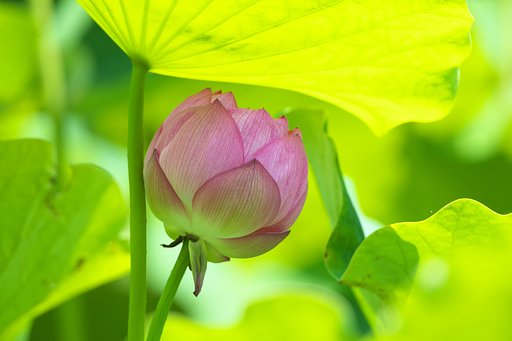 蓮花