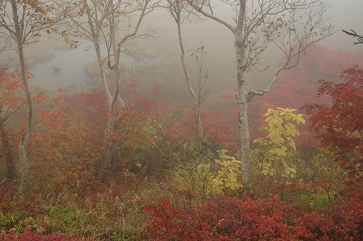 紅葉情報4