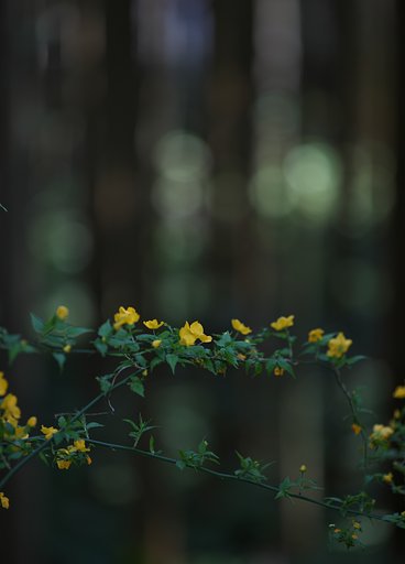 山吹