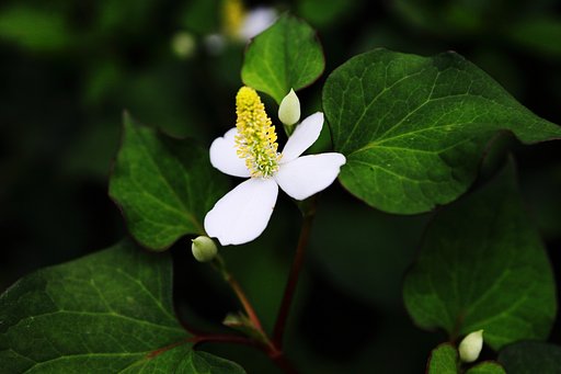 裏道の花