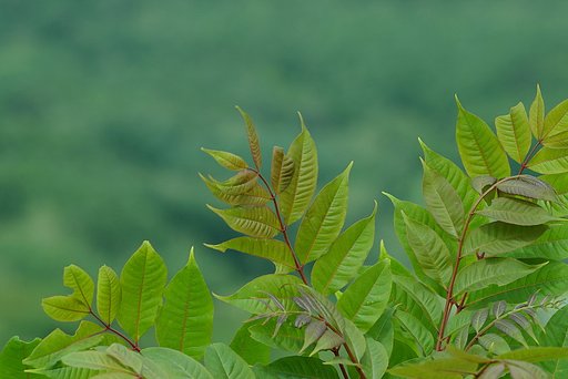 青緑色の背景で
