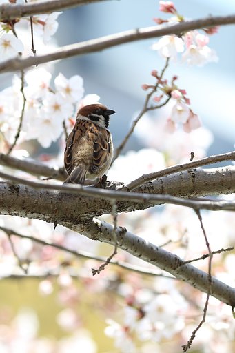 スズメのお花見