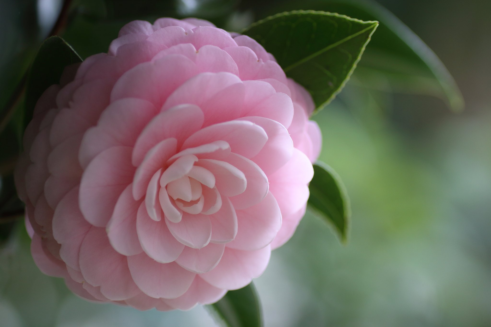Tamron 90mm f2.8 macro 172E