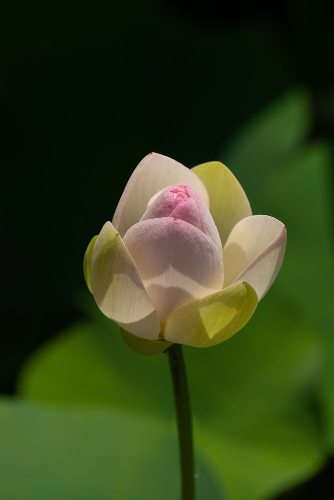 開花間近
