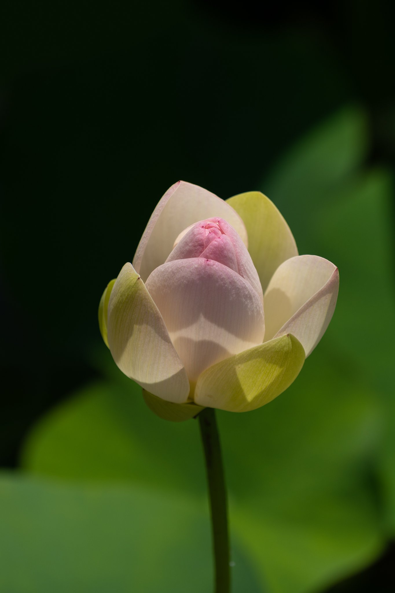 開花間近