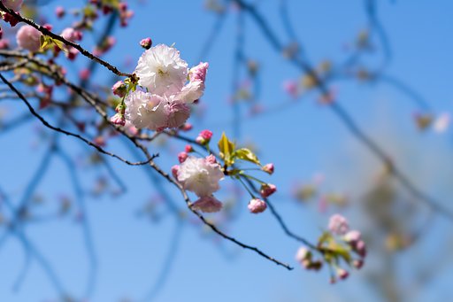 4月6日の写真