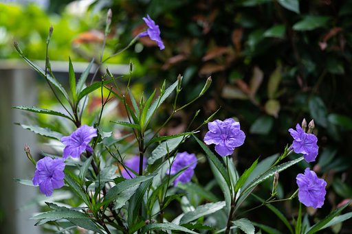 日増しに花数が増え
