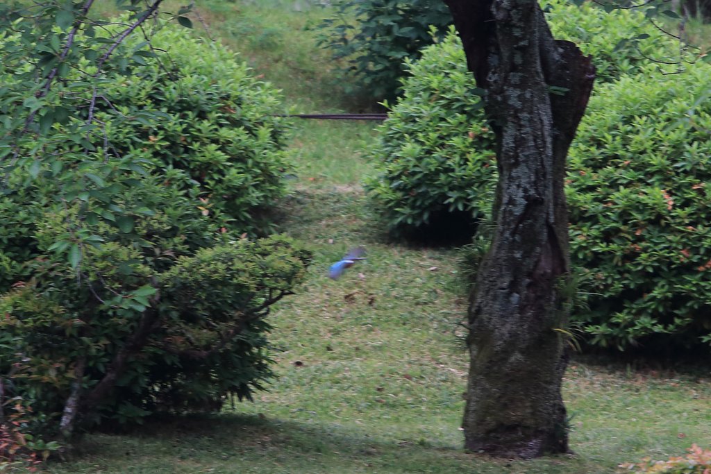 縮景園カワセミ君健在