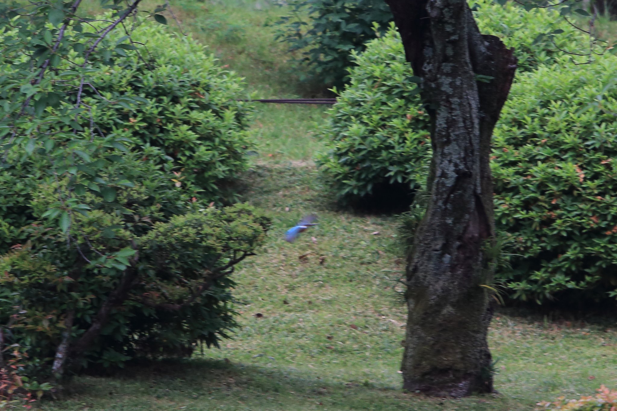 縮景園カワセミ君健在