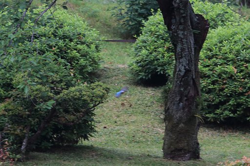 縮景園カワセミ君健在