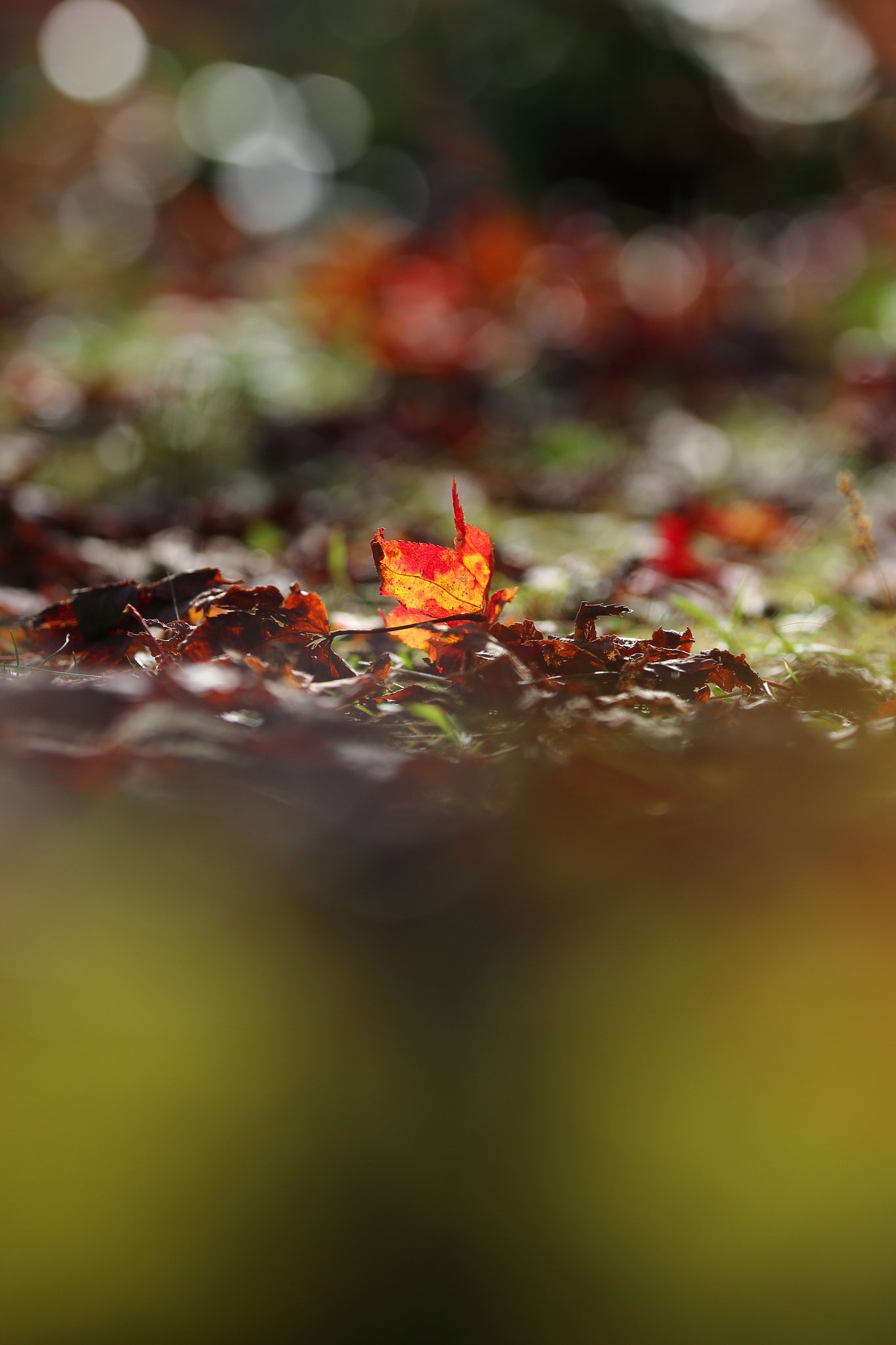 紅葉は光葉