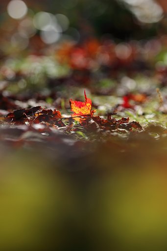紅葉は光葉
