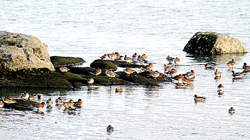 海岸散歩で　遠くのヒドリガモ