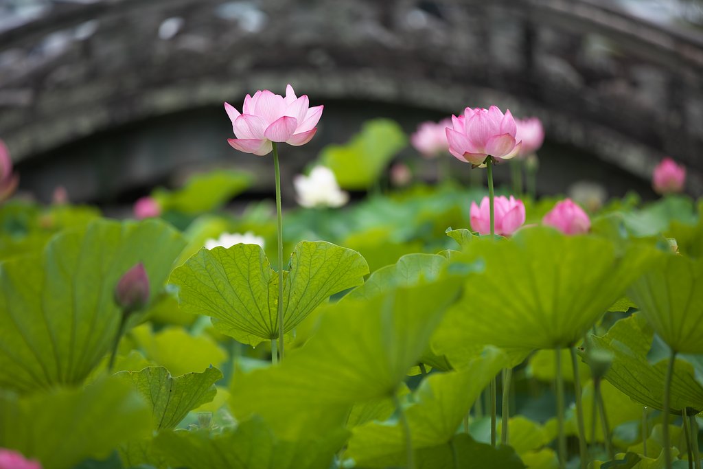 蓮花２