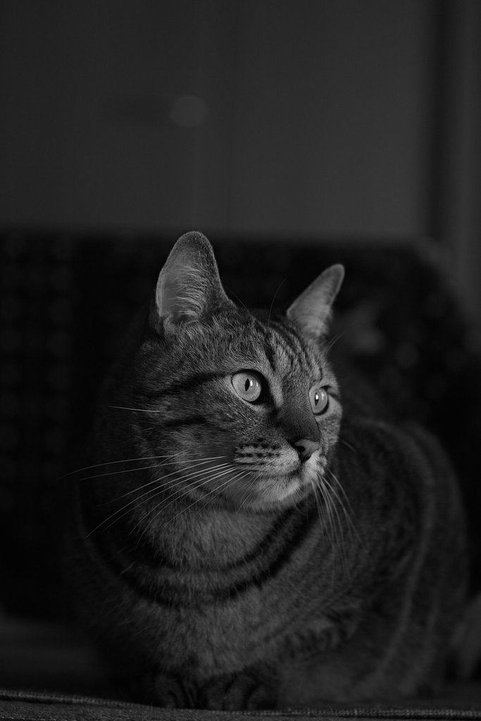 猫