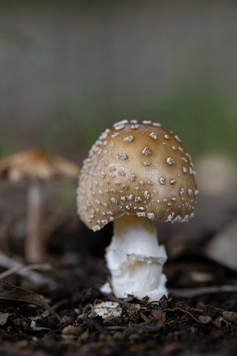 キノコ