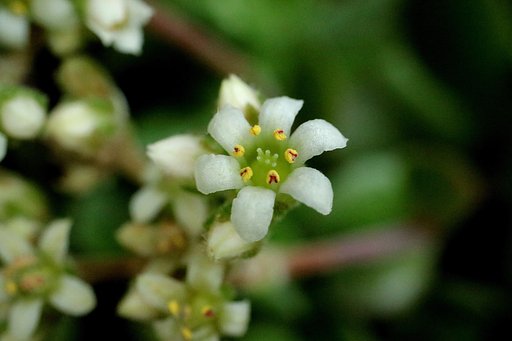 小花の多肉植物　２