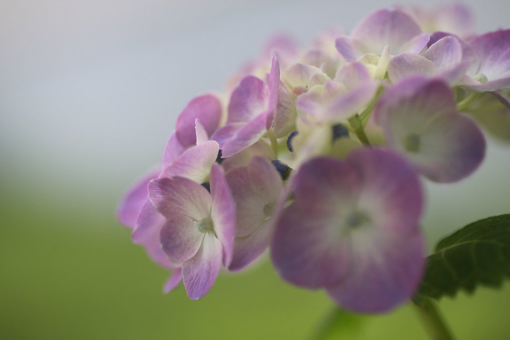 紫陽花