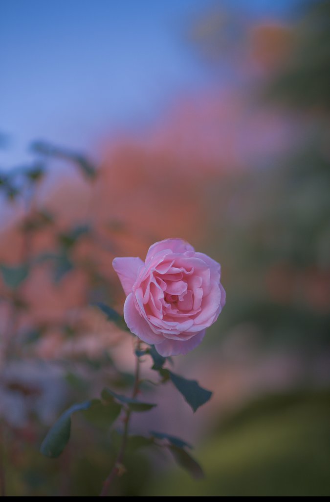 ばら
