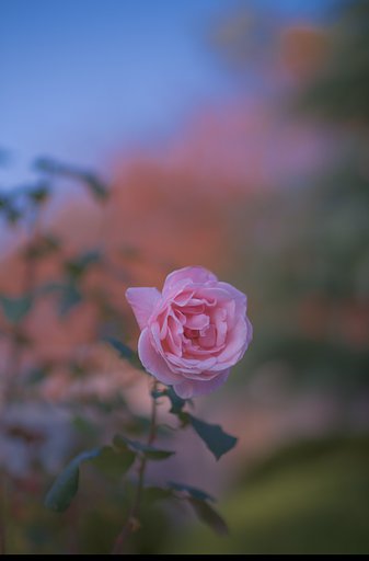 11月16日の写真