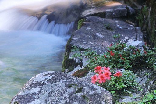 渓谷の花