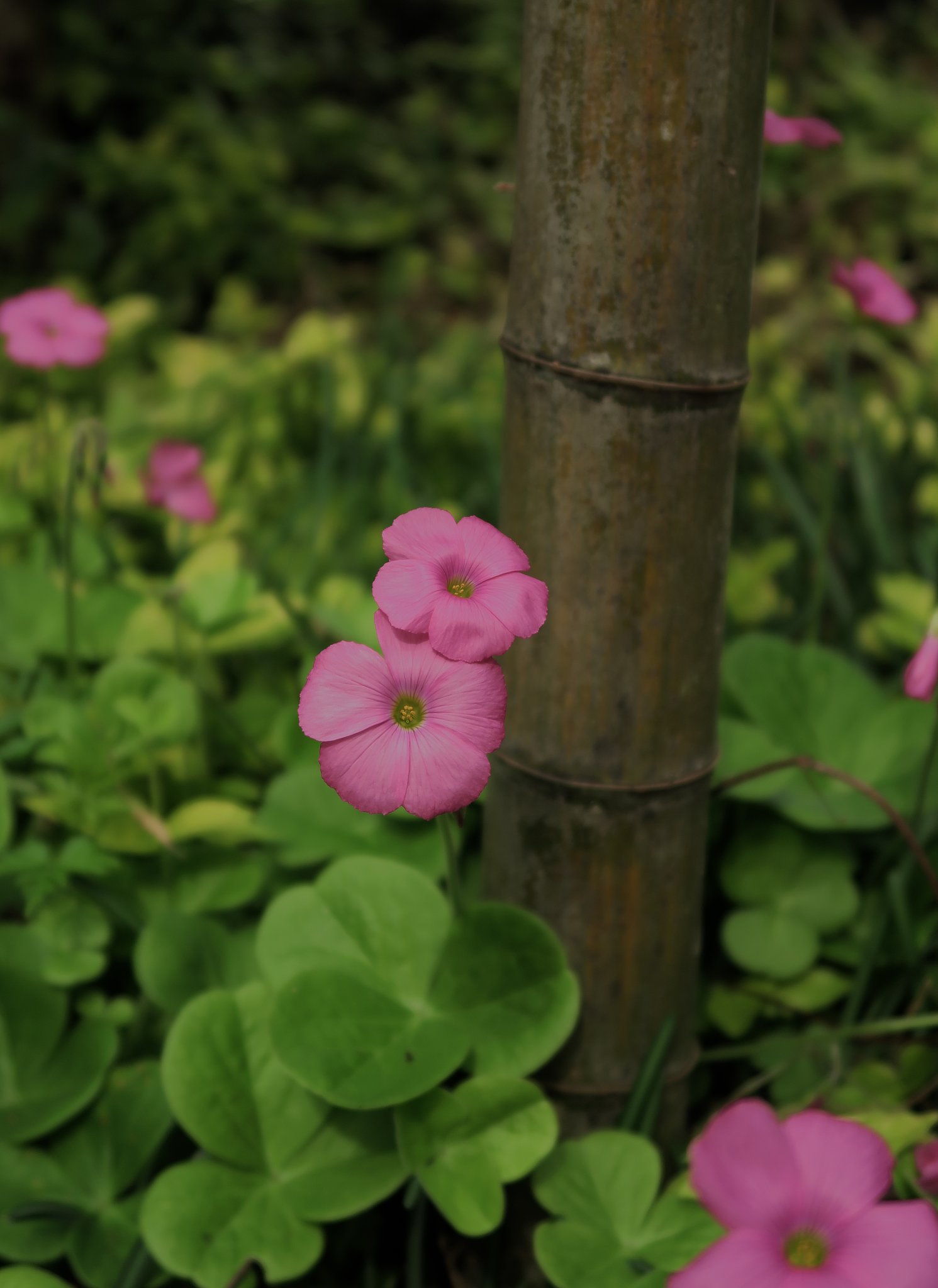 秋の草花
