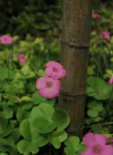 秋の草花