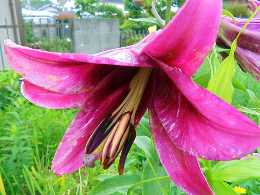 百合の蕊のUP　１
