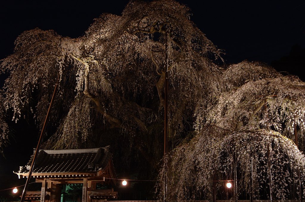 清雲寺夜桜