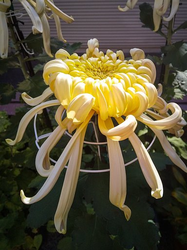 【冬が来る前に】大輪の花