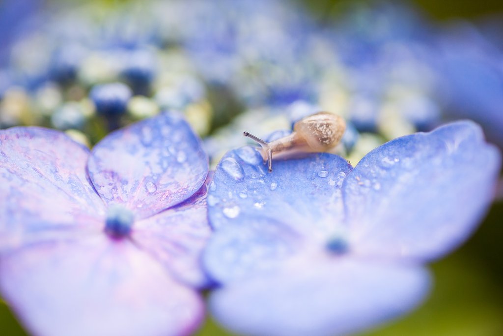 SP AF 90mm F/2.8 MACRO1:1