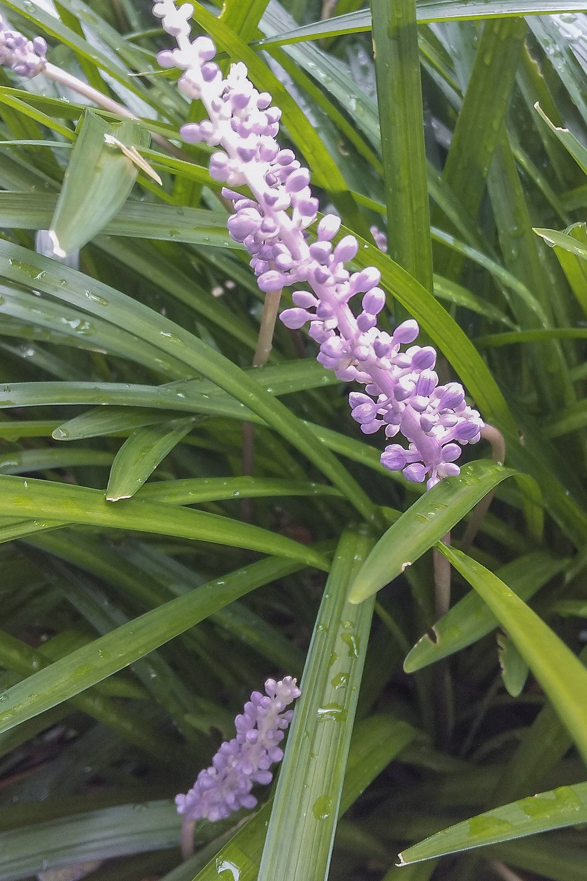 【自粛】御堂筋植込みヤブランの中で