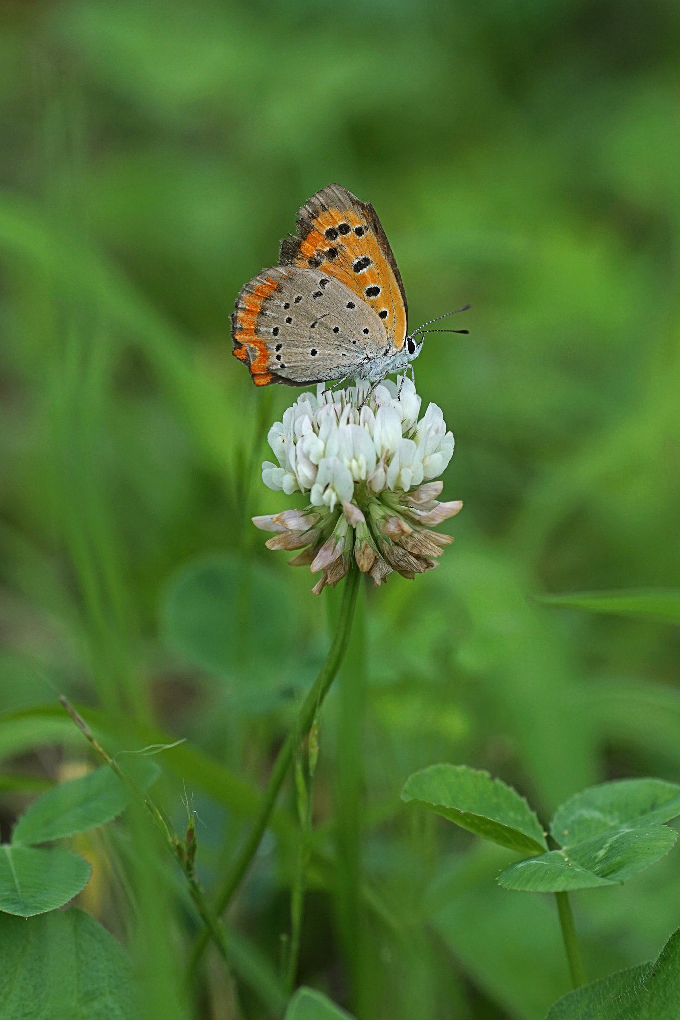 シロツメクサ