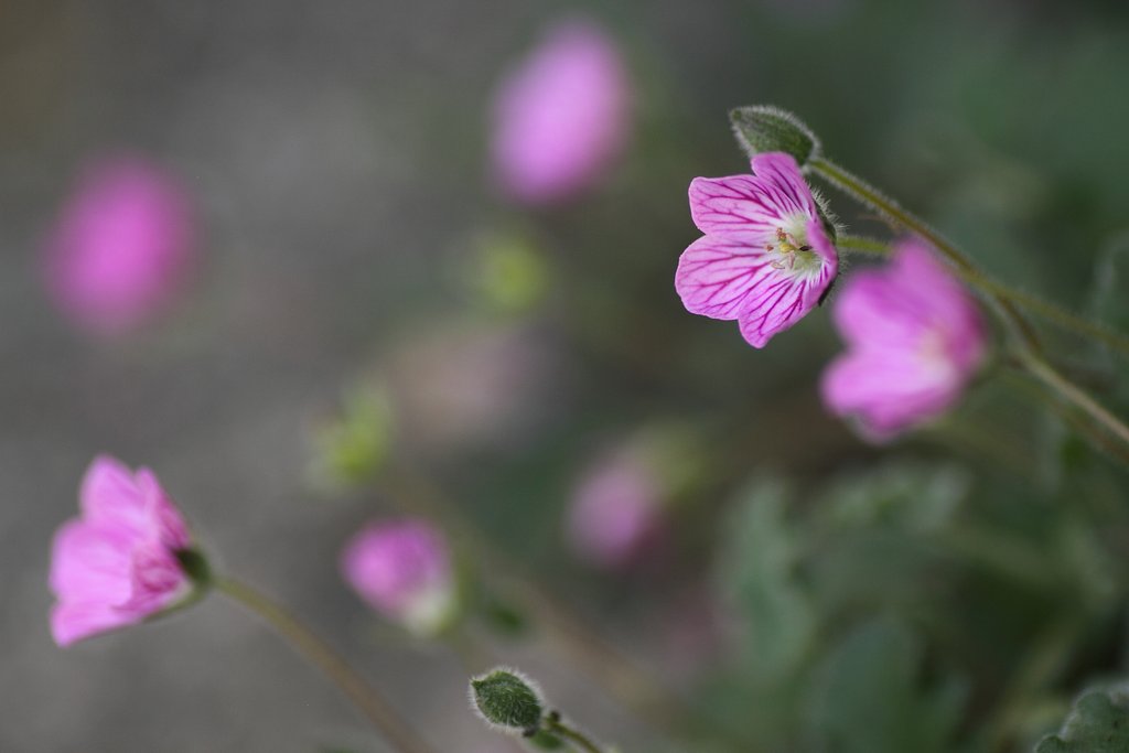 小さな小さな花