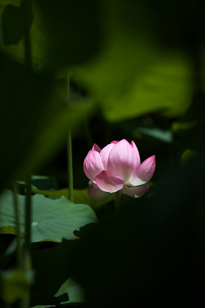 蓮花開く