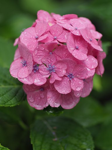 雨降ればこそ